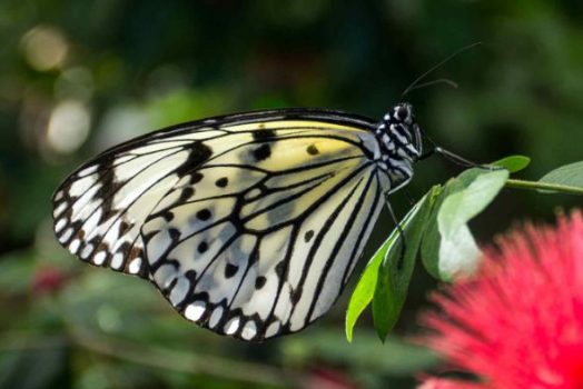 Luận giải mơ thấy bướm đánh con gì có thể phát tài?