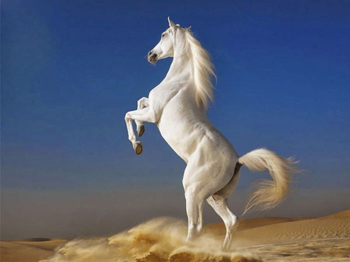 Tiết lộ mơ thấy con ngựa nên đánh số gì để thắng lớn
