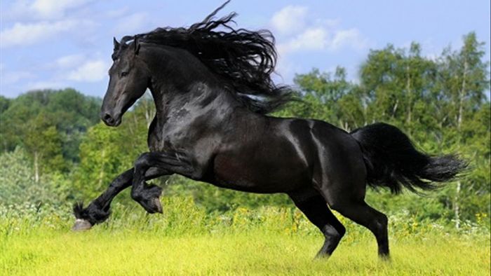 Mơ thấy ngựa đen đánh con số may mắn để cải mệnh 42 - 56 - 82.