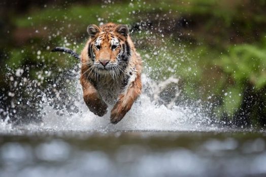 Nằm mơ thấy con hổ đánh con gì đổi đời nhanh nhất?