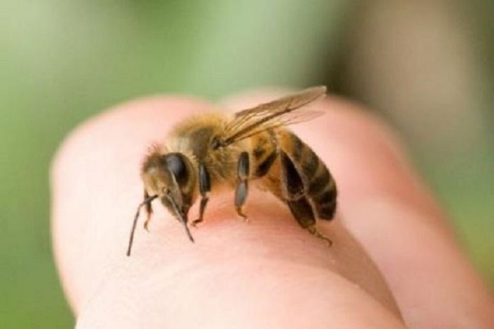 Khi chiêm bao thấy bị ong đốt thì bạn nên vui mừng