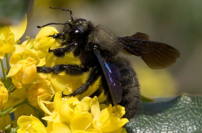 Ong đen là hình ảnh tượng trưng cho một thế lực nào đó