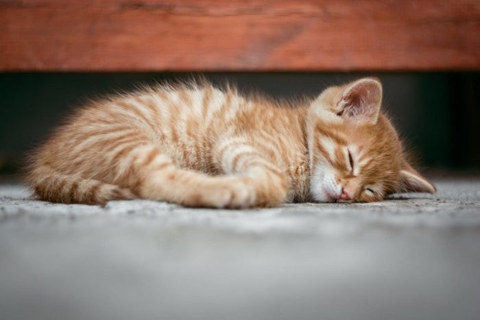 Nằm mơ thấy mèo con chết hàm ý rằng tâm hồn của bạn rất yếu đuối và dễ tổn thương