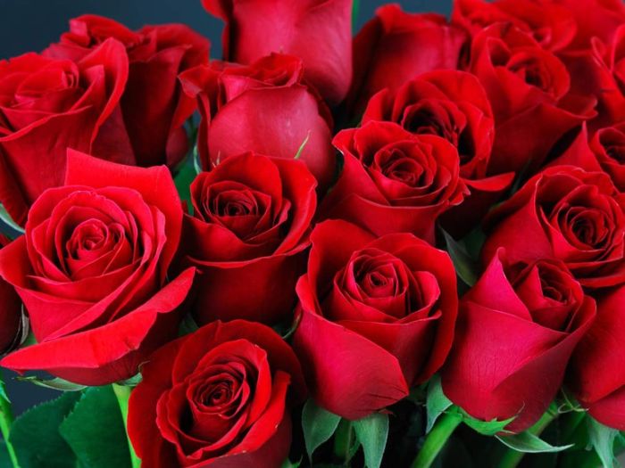 Hầu hết những giấc mộng thấy hoa hồng đều mang theo niềm vui và vận may