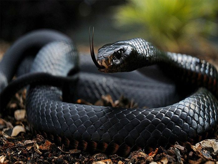 Rắn là một trong những loài vật nguy hiểm nên khi mơ thấy rắn sẽ gây nên nhiều sợ hãi