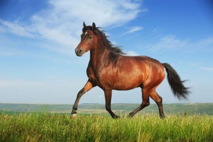 Đối với những người làm kinh doanh thì ngựa mang một ý nghĩa rất may mắn, mang lại nhiều tài lộc