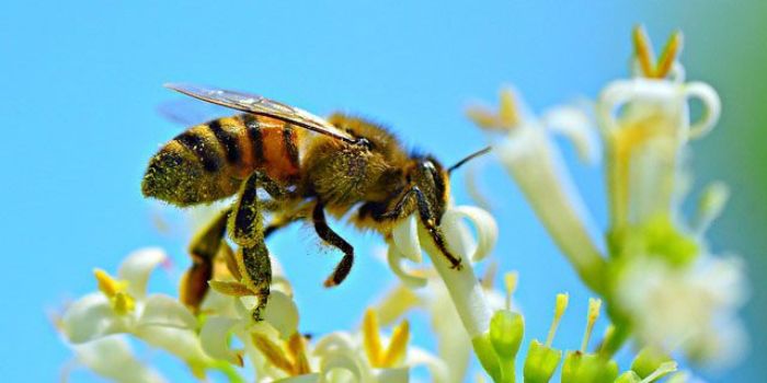 Vì là biểu tượng của điều tốt đẹp nên giấc mơ thấy con ong thường mang đến điềm báo lành